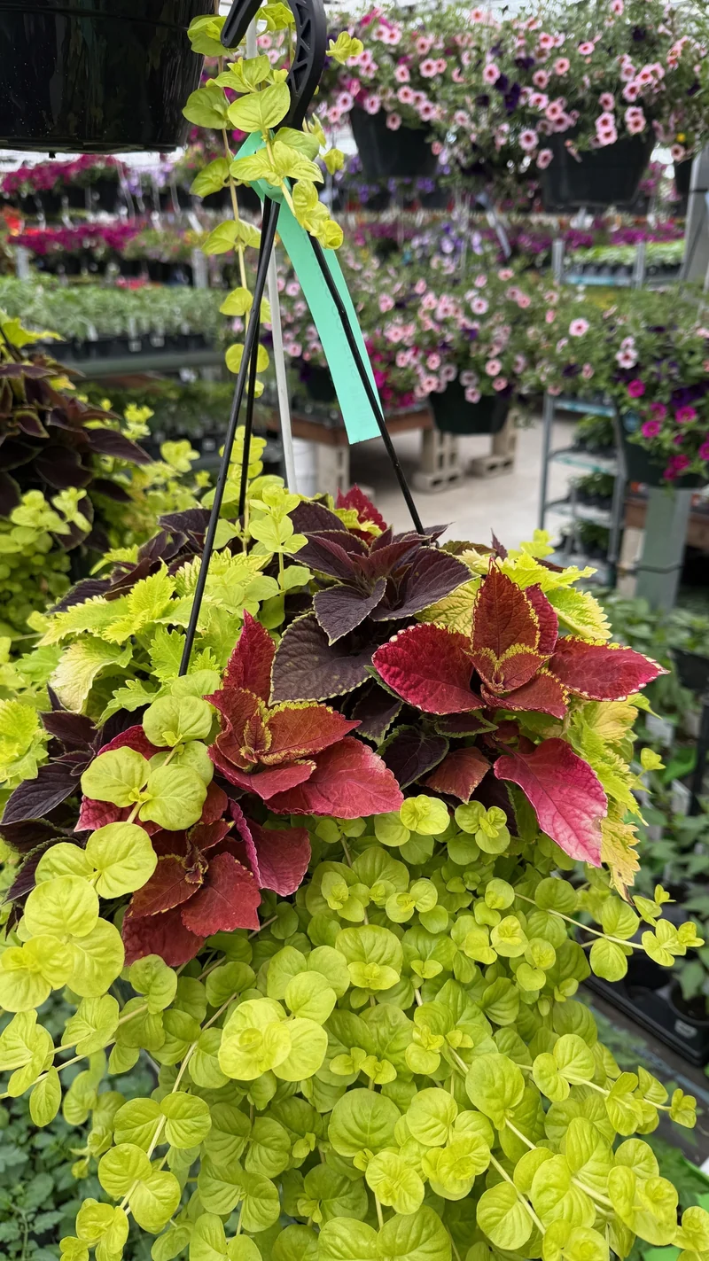 Jardinière Suspendue Mixte avec Coleus