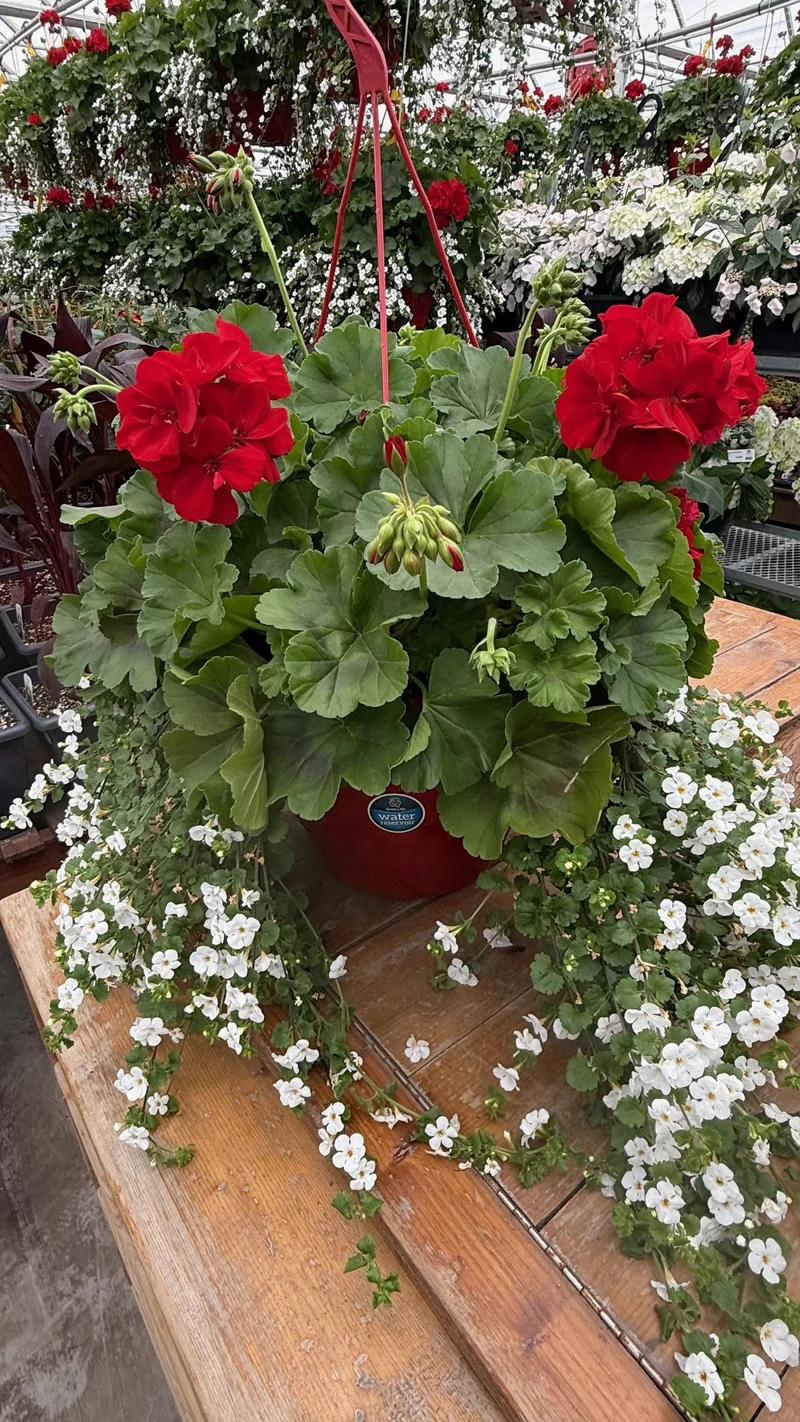 Jardinière suspendue avec Géranium Calliope® et Bacopa