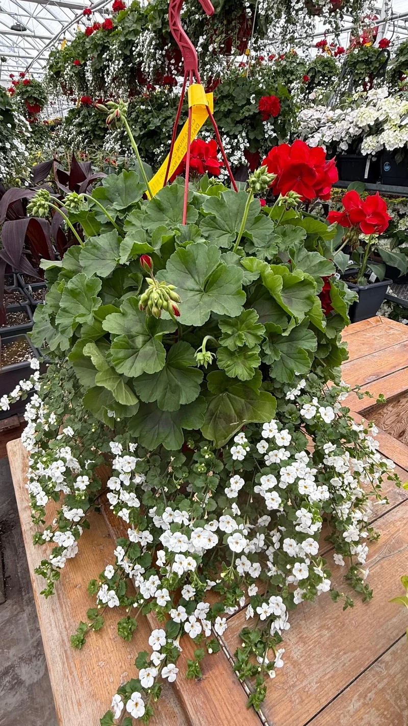 Jardinière suspendue avec Géranium Calliope® et Bacopa
