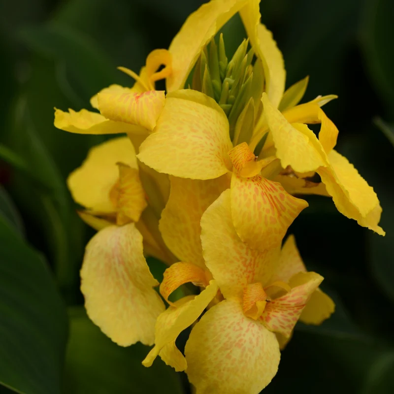Canna Cannova® Yellow F1