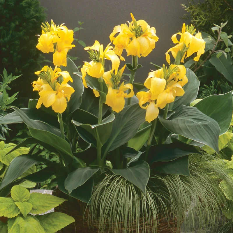 Canna Cannova® Yellow F1