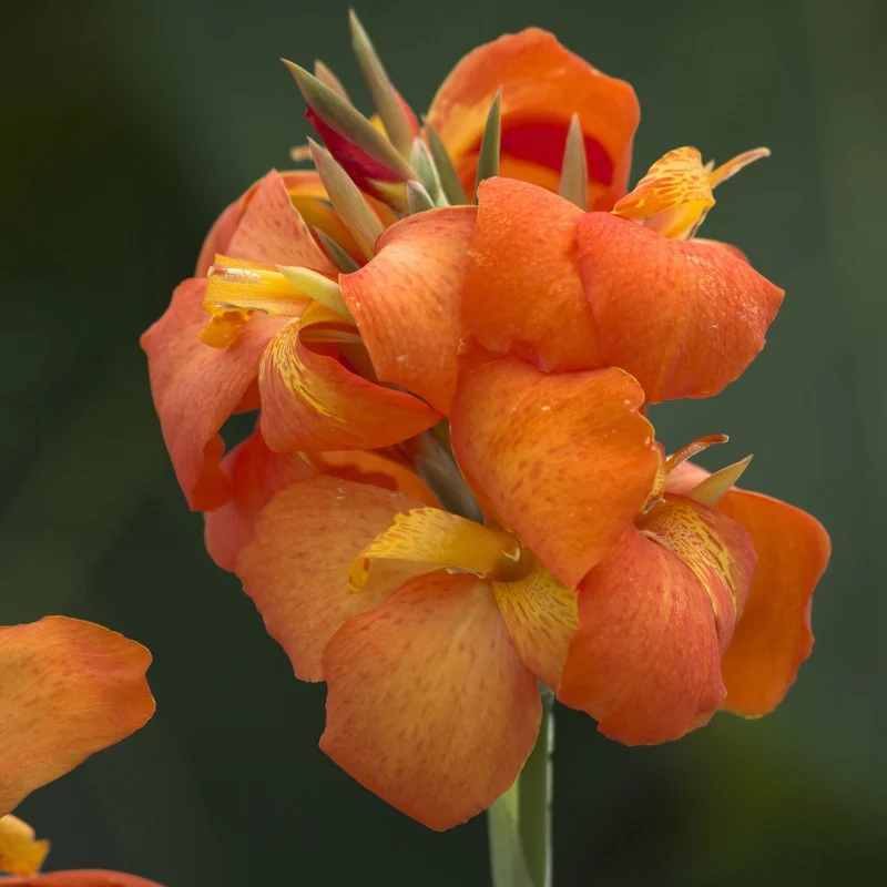 Canna Cannova® Orange Shades