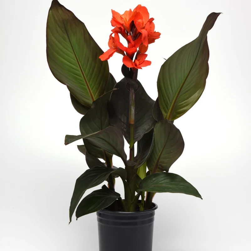 Canna Cannova® Bronze Orange