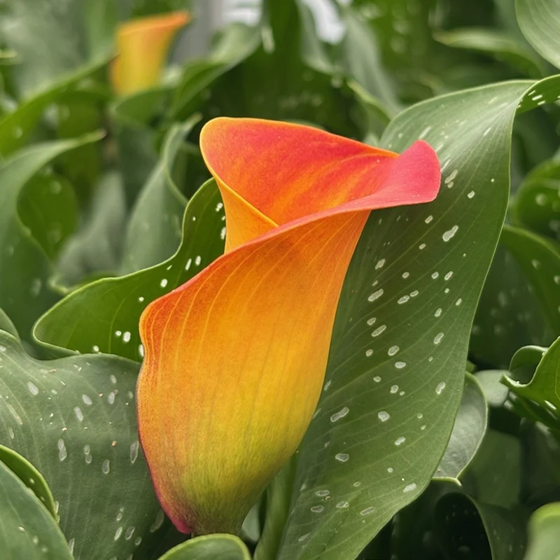 Zantedeschia 'Captain Brunello' – Calla Captain Brunello