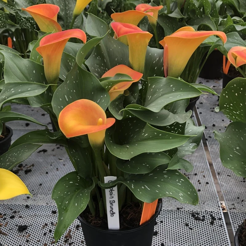 Zantedeschia 'Captain Brunello' – Calla Captain Brunello