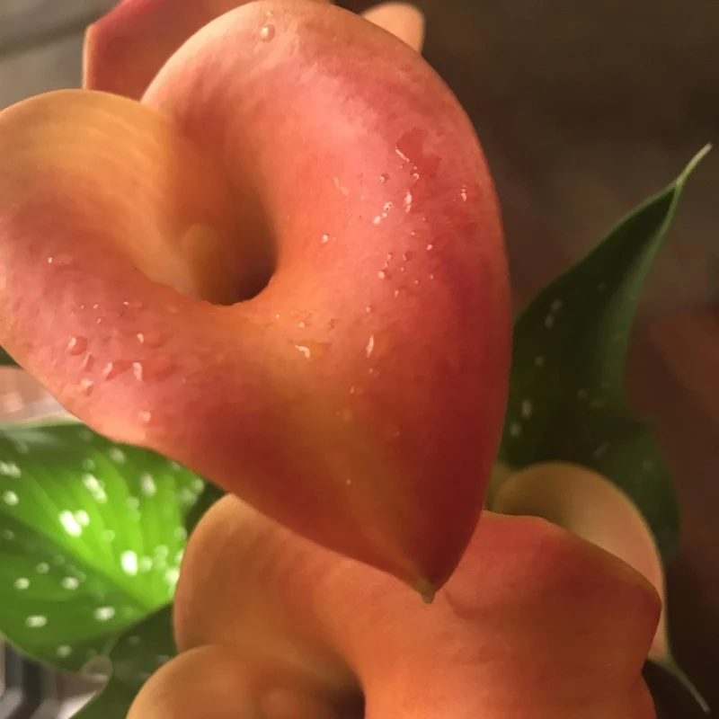 Zantedeschia 'Captain Brunello' – Calla Captain Brunello
