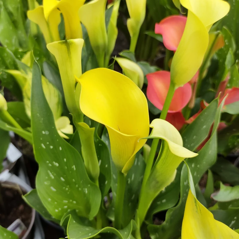 Zantedeschia 'Captain Sunclub®' – Calla 'Captain Sunclub®'
