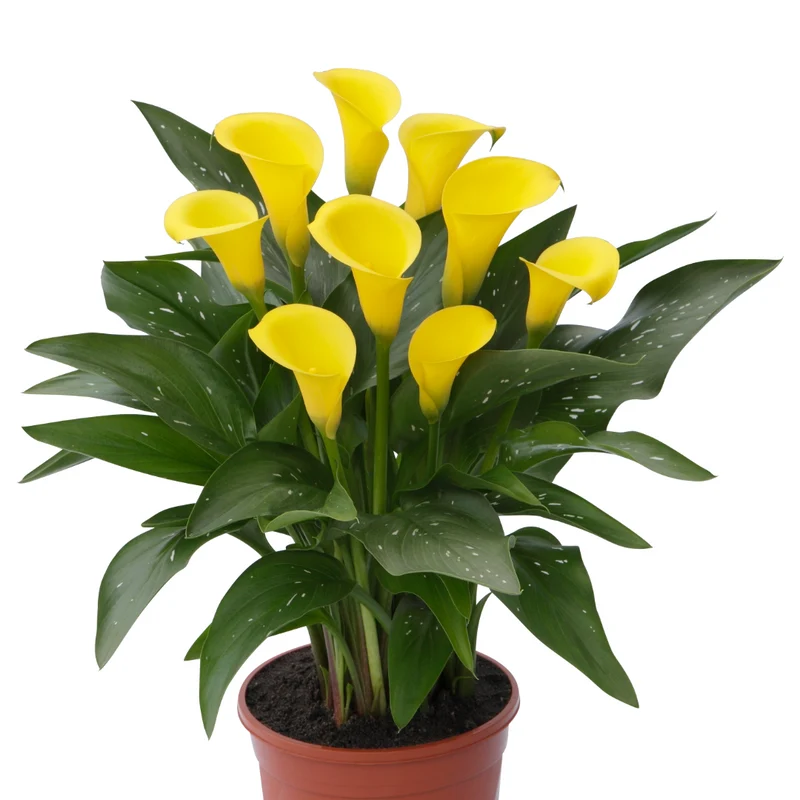 Zantedeschia 'Captain Sunclub®' – Calla 'Captain Sunclub®'
