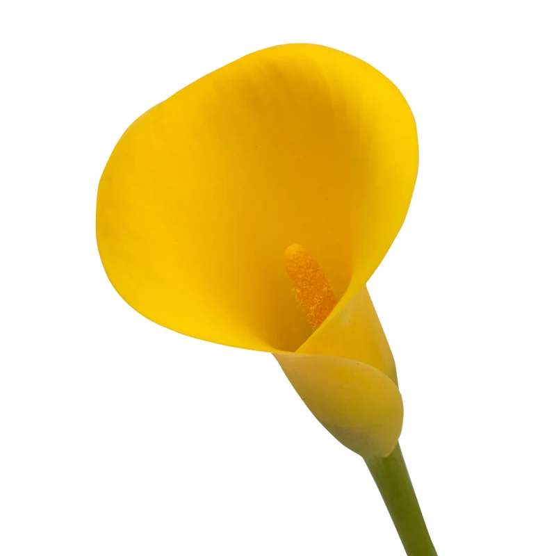 Zantedeschia 'Captain Sunclub®' – Calla 'Captain Sunclub®'