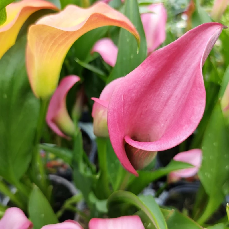 Zantedeschia 'Captain Zazu' – Calla 'Captain Zazu'