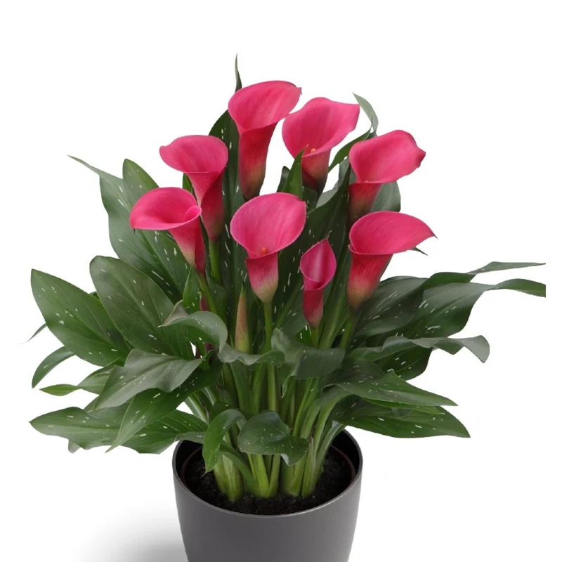 Zantedeschia 'Captain Zazu' – Calla 'Captain Zazu'