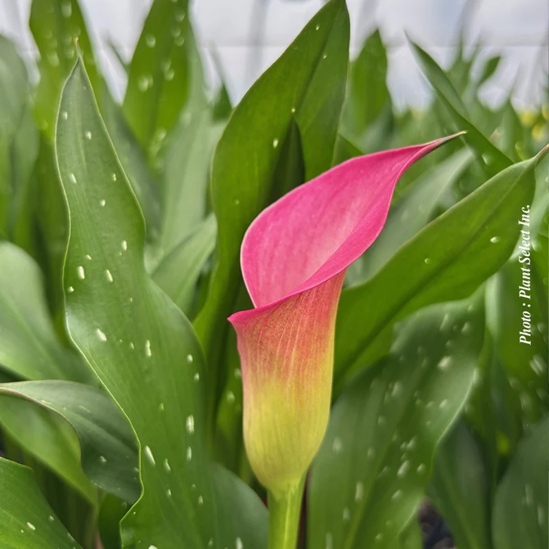 Zantedeschia 'Captain Zazu' – Calla 'Captain Zazu'