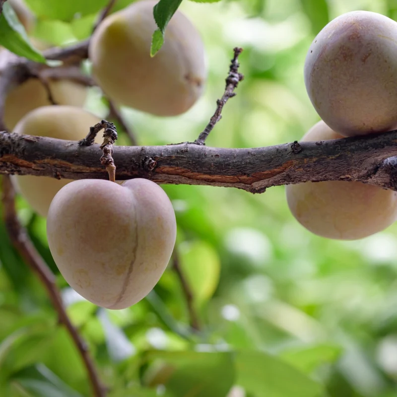 Prunier 'Elephant Heart' - Prunus salicina 'Elephant Heart'