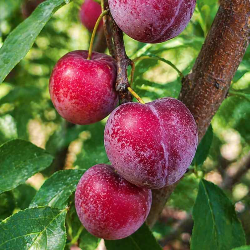 Prunier 'Elephant Heart' - Prunus salicina 'Elephant Heart'