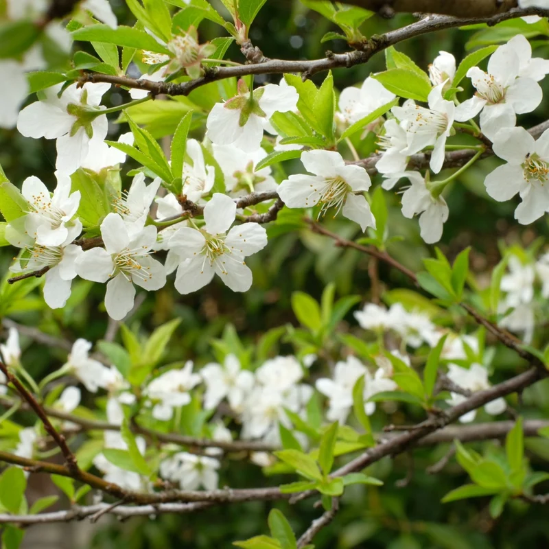 Prunier 'Elephant Heart' - Prunus salicina 'Elephant Heart'