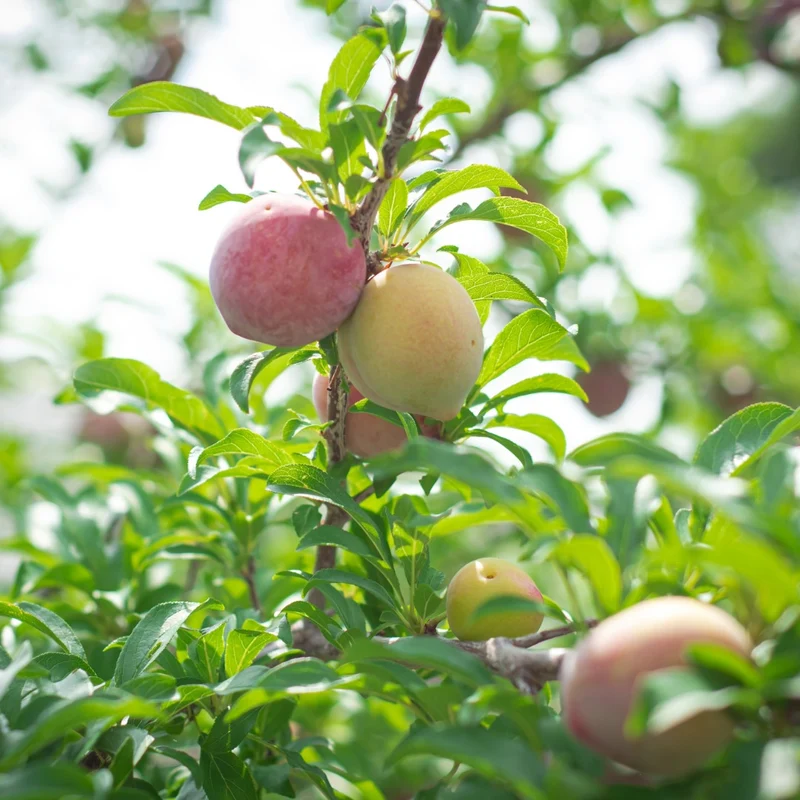 Prunier 'Elephant Heart' - Prunus salicina 'Elephant Heart'