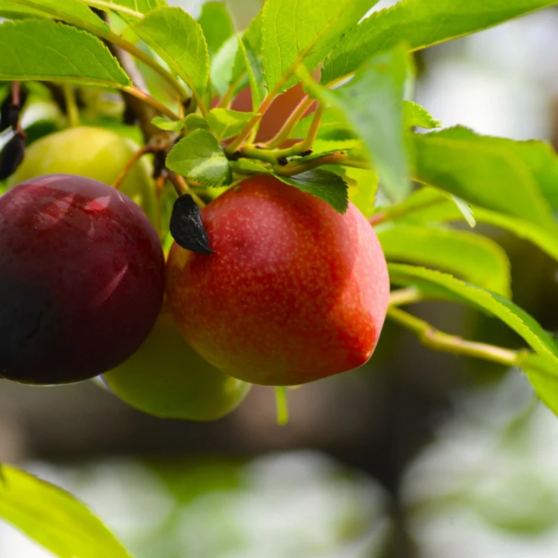 Prunier 'Elephant Heart' - Prunus salicina 'Elephant Heart'