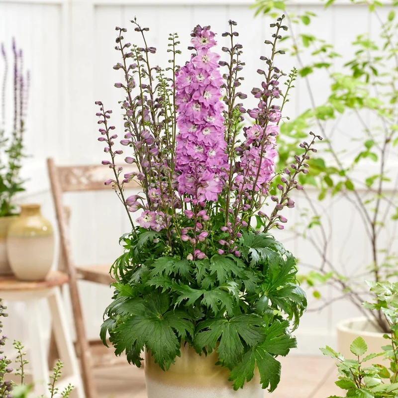 Delphinium 'Pixie Rocket® Rose Rocket' – Delphinium / Pied-d'alouette