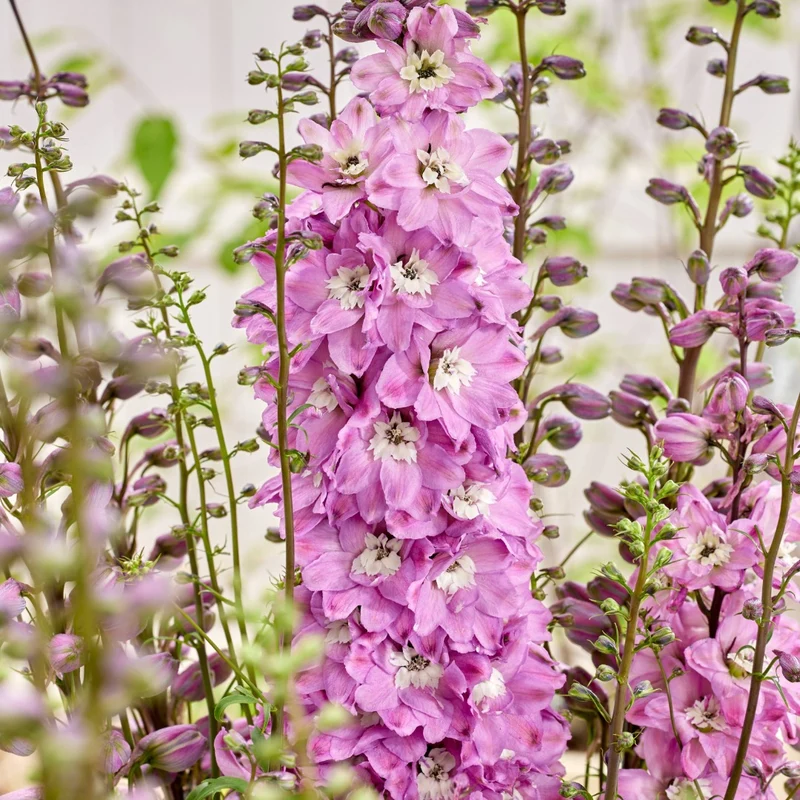 Delphinium 'Pixie Rocket® Rose Rocket' – Delphinium / Pied-d'alouette