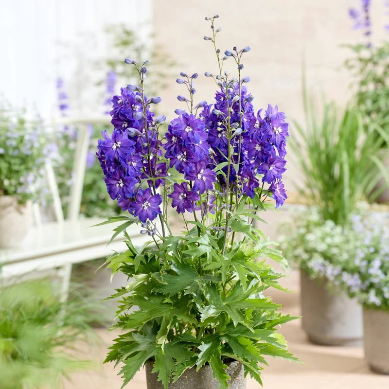Delphinium 'Pixie Rocket® Neptune Rocket' – Delphinium / Pied-d'alouette