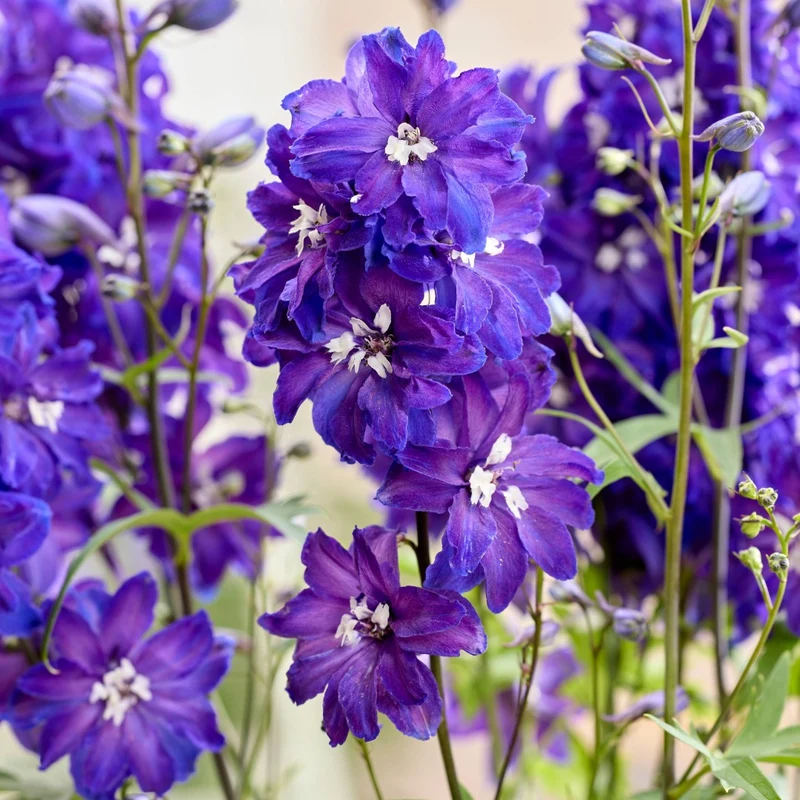 Delphinium 'Pixie Rocket® Neptune Rocket' – Delphinium / Pied-d'alouette