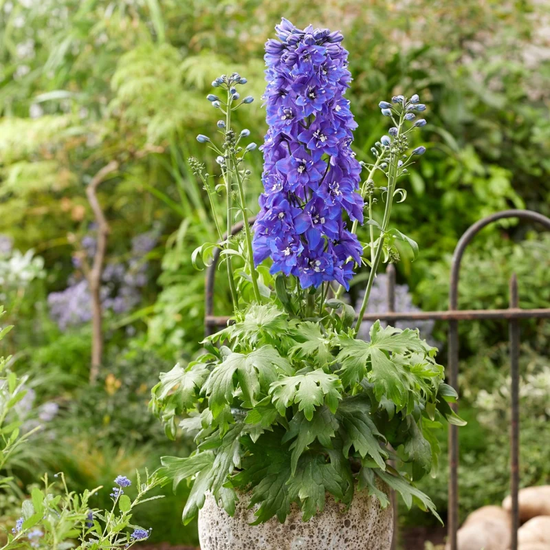 Delphinium 'Pixie Rocket® Sky Rocket' – Delphinium / Pied-d'alouette