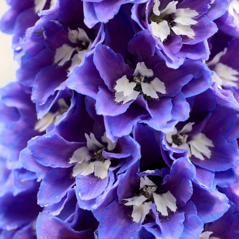 Delphinium 'Pixie Rocket® Sky Rocket' – Delphinium / Pied-d'alouette