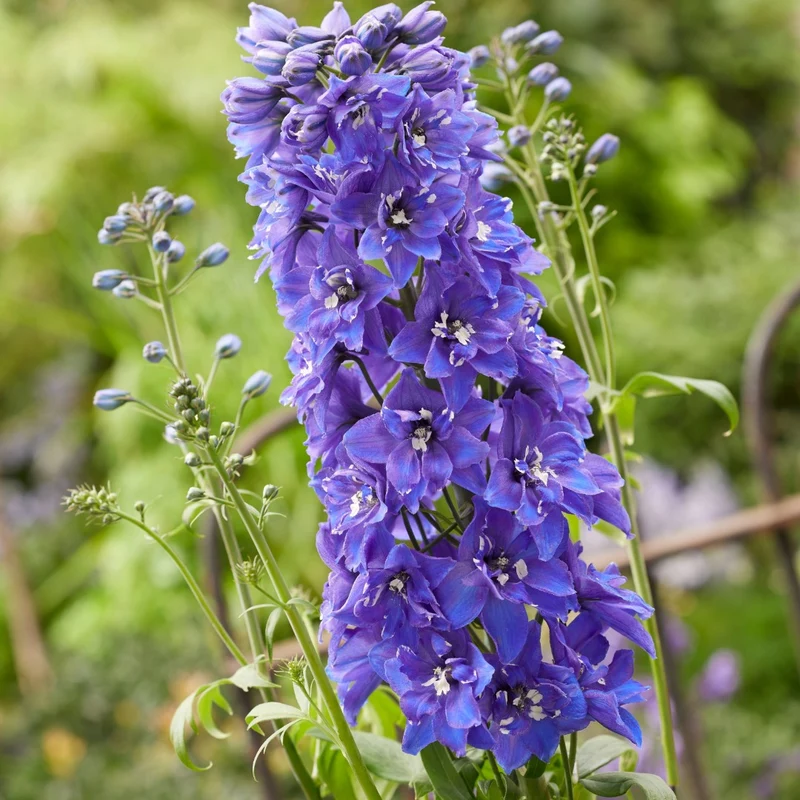 Delphinium 'Pixie Rocket® Sky Rocket' – Delphinium / Pied-d'alouette