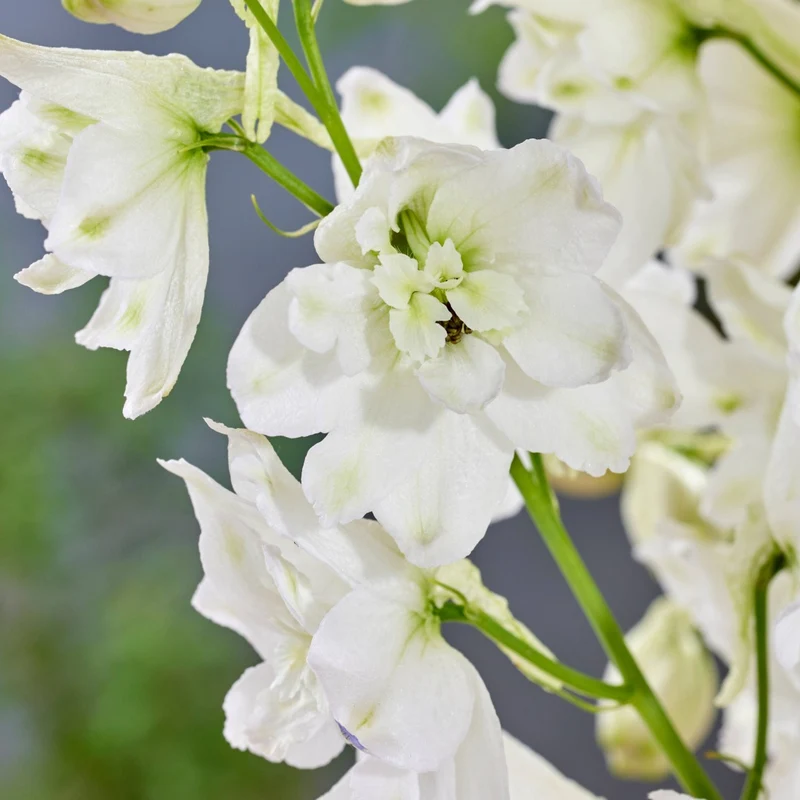 Delphinium 'Pixie Rocket Moon Rocket' – Delphinium / Pied-d'alouette