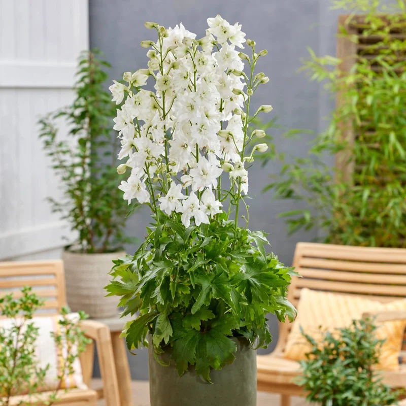Delphinium 'Pixie Rocket Moon Rocket' – Delphinium / Pied-d'alouette