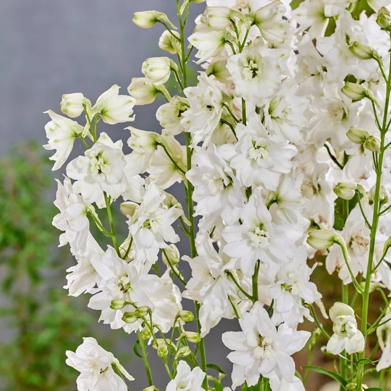 Delphinium 'Pixie Rocket Moon Rocket' – Delphinium / Pied-d'alouette
