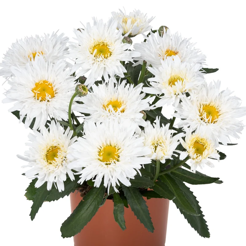 Leucanthemum 'Sweet Daisy® Rebecca' – Marguerite 'Sweet Daisy® Rebecca'