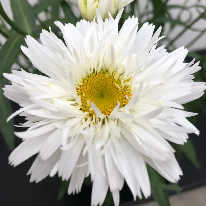 Leucanthemum 'Sweet Daisy® Rebecca' – Marguerite 'Sweet Daisy® Rebecca'