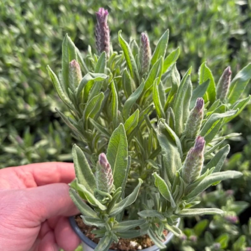 Lavandula stoechas 'Majestic' – Lavande papillon