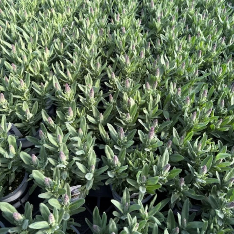 Lavandula stoechas 'Majestic' – Lavande papillon