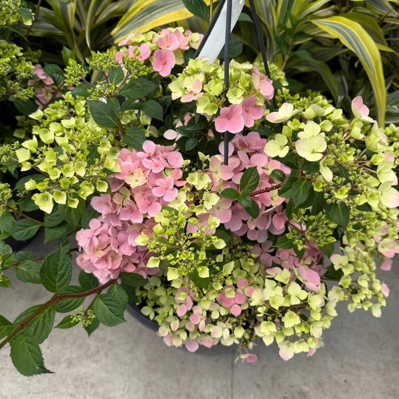 Hydrangea x Fairytrail Fresco® - Hydrangée cascade