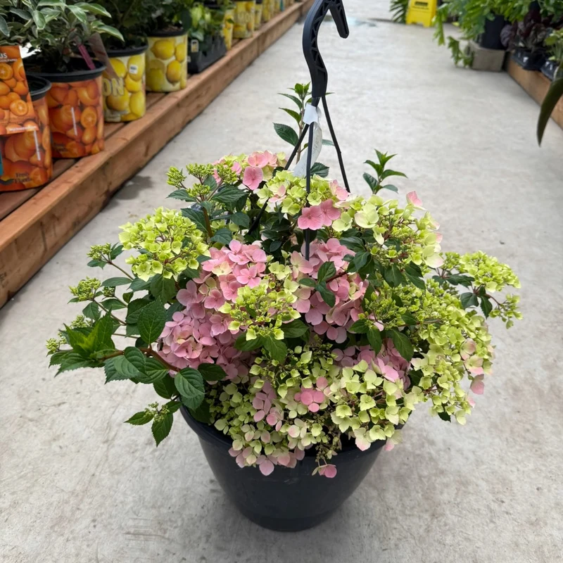 Hydrangea x Fairytrail Fresco® - Hydrangée cascade