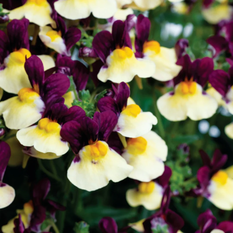 Nemesia ‘Escential® Raspberry Lemonade’ – Némésie Raspberry Lemonade
