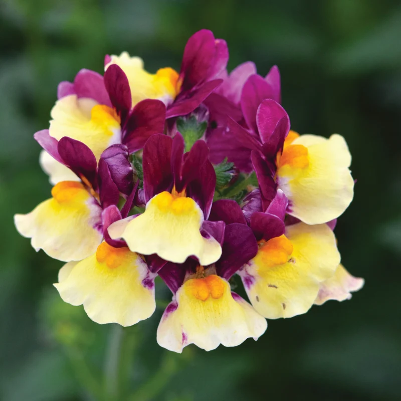 Nemesia ‘Escential® Raspberry Lemonade’ – Némésie Raspberry Lemonade