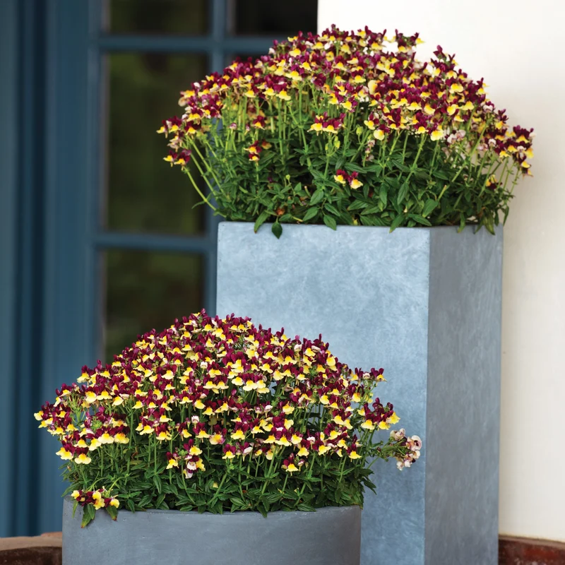 Nemesia ‘Escential® Raspberry Lemonade’ – Némésie Raspberry Lemonade