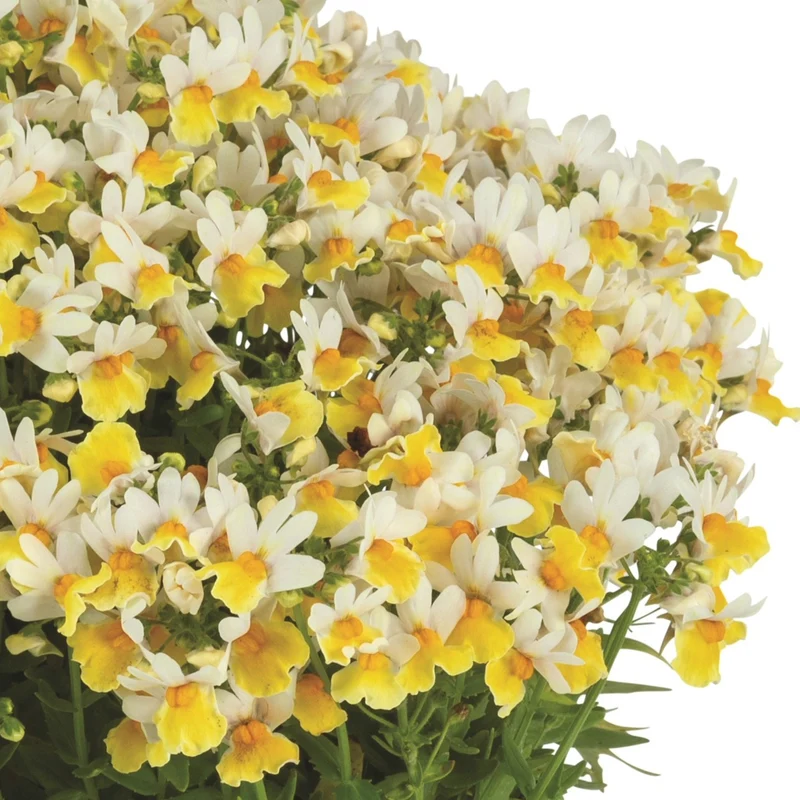 Nemesia ‘Escential Sunberry’ – Némésie Sunberry