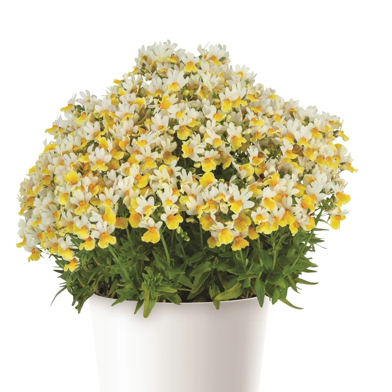 Nemesia ‘Escential Sunberry’ – Némésie Sunberry