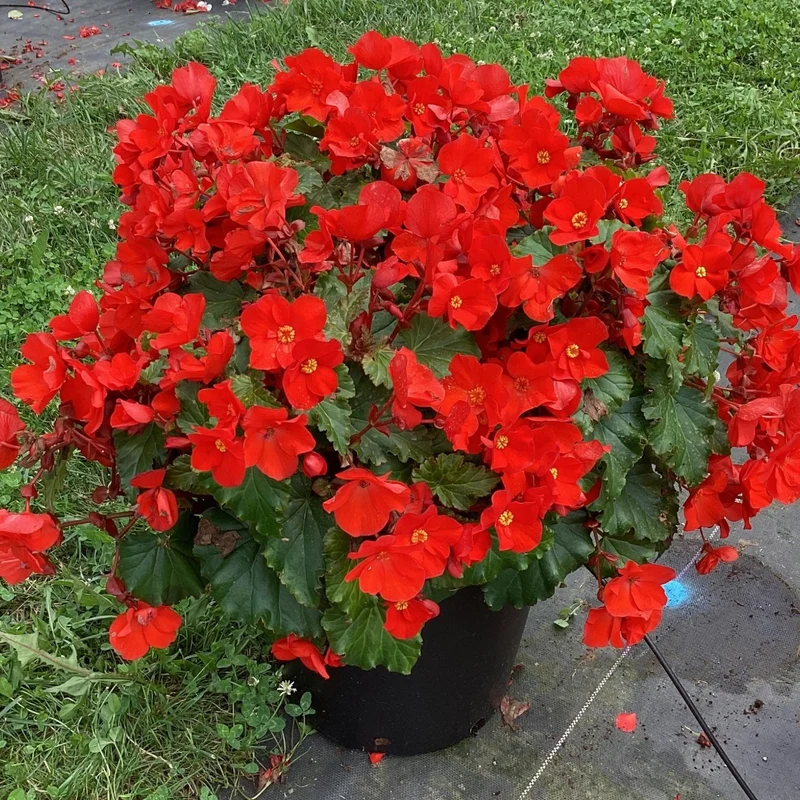 Begonia ‘Dreams® Garden Macarouge’ – Bégonia Macarouge