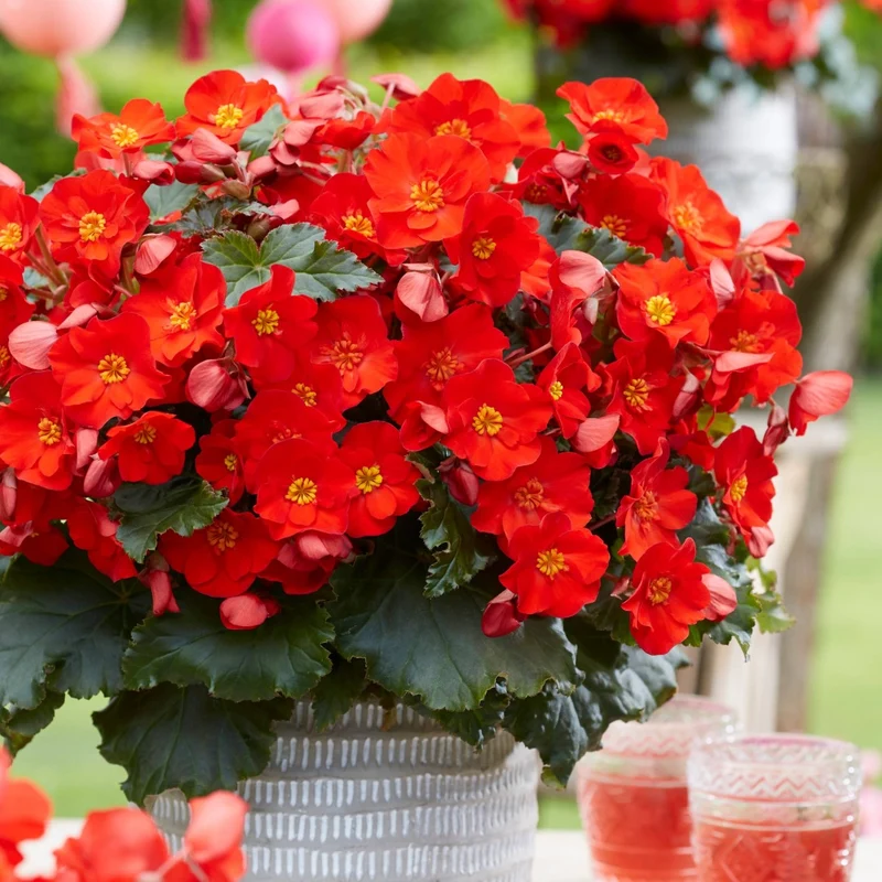 Begonia ‘Dreams® Garden Macarouge’ – Bégonia Macarouge