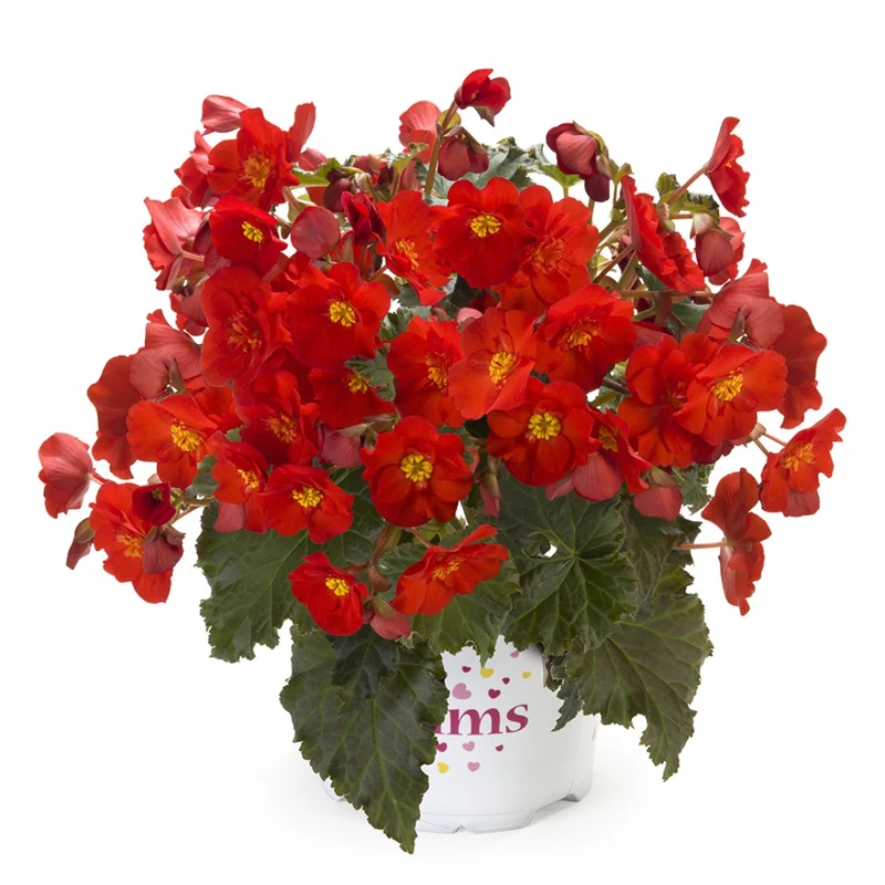 Begonia ‘Dreams® Garden Macarouge’ – Bégonia Macarouge