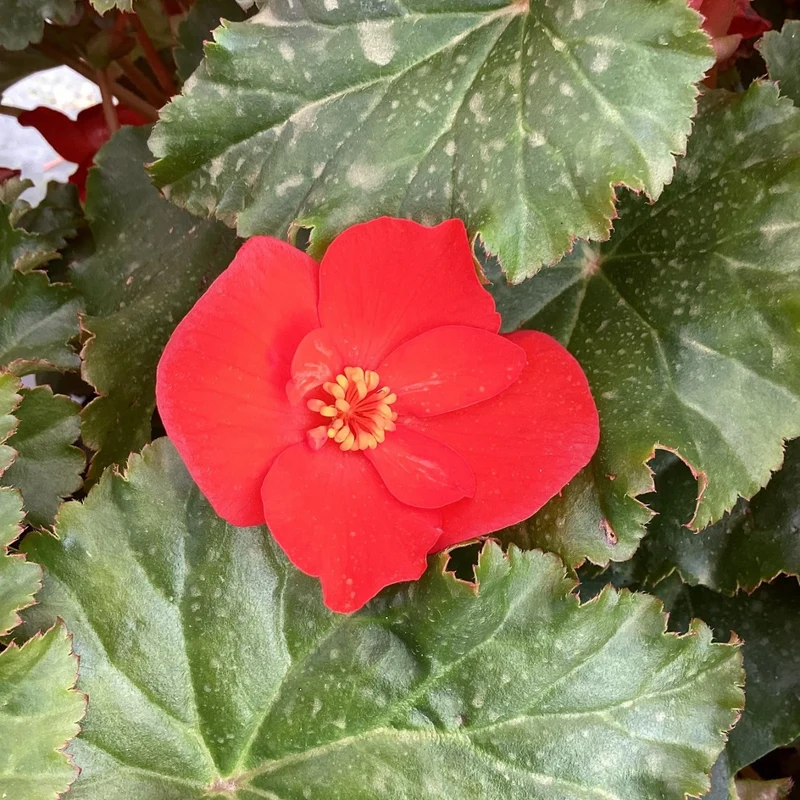 Begonia ‘Dreams® Garden Macarouge’ – Bégonia Macarouge