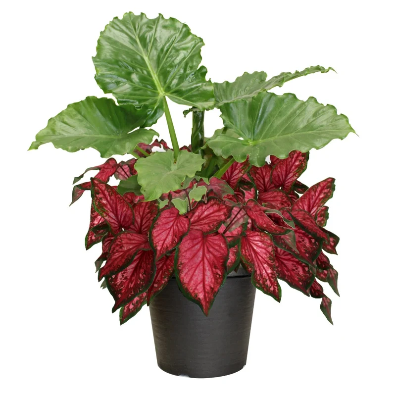 Combo Alocasia et Caladium Proven Winners®