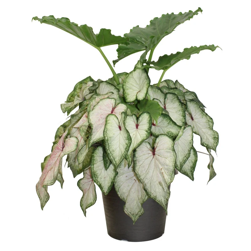Combo Alocasia et Caladium Proven Winners®
