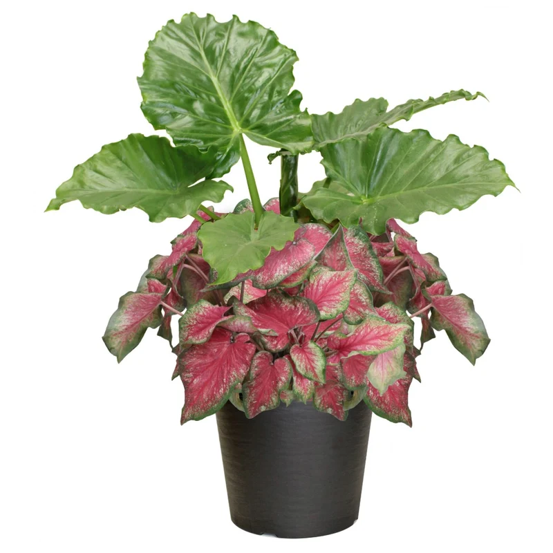 Combo Alocasia et Caladium Proven Winners®