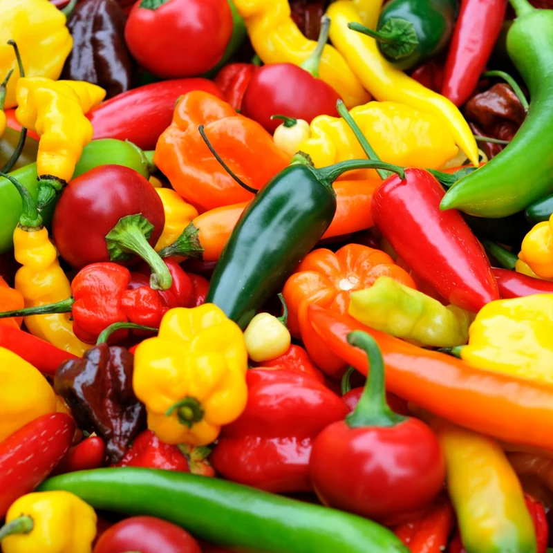 Collection de Piments Forts - Du Habanero au Carolina Reaper
